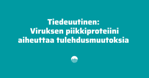 Viruksen piikkiproteiini aiheuttaa tulehdusmuutoksia.